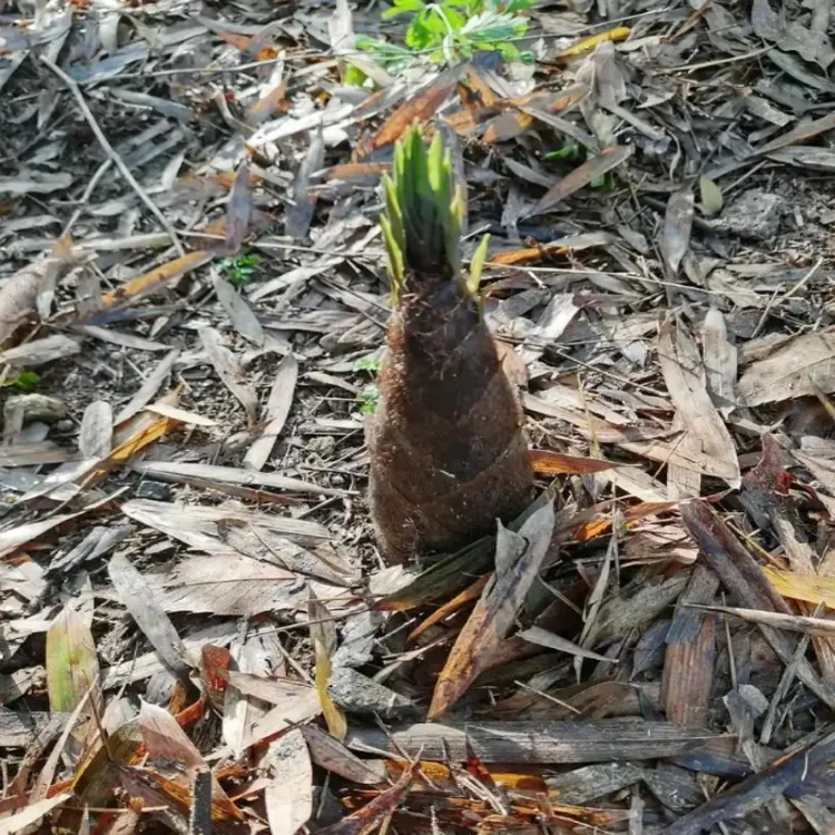 福建本地特产新鲜野竹笋嫩笋散装