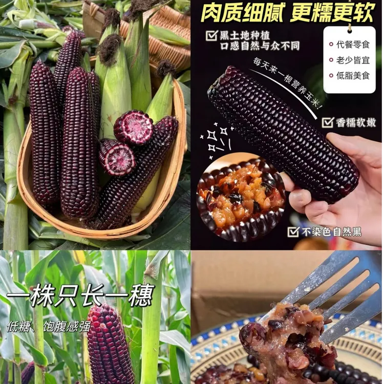 新鲜黑糯玉米富含花青素真空包装开袋即食加热口感更棒到手6根