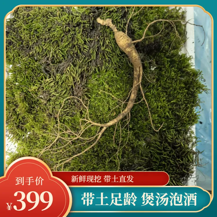 原产地新鲜林下参煮水泡酒送礼自用佳品-37