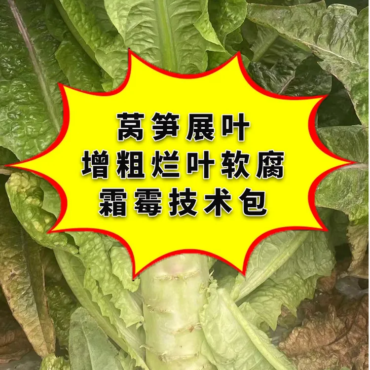 莴笋展叶套餐莴笋软腐烂根菌核病霜霉病多头病叶面肥特效叶面肥料