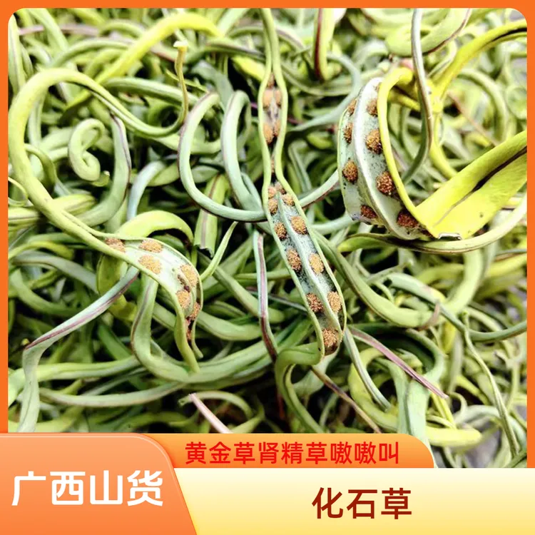 广西山货化石草野生肾精草肾精茶猫须草茶高海拔超云南正品包邮