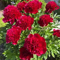 【芍药花苗】带芽发货芍药花苗多年生绿植花卉耐寒耐热庭院阳台盆栽