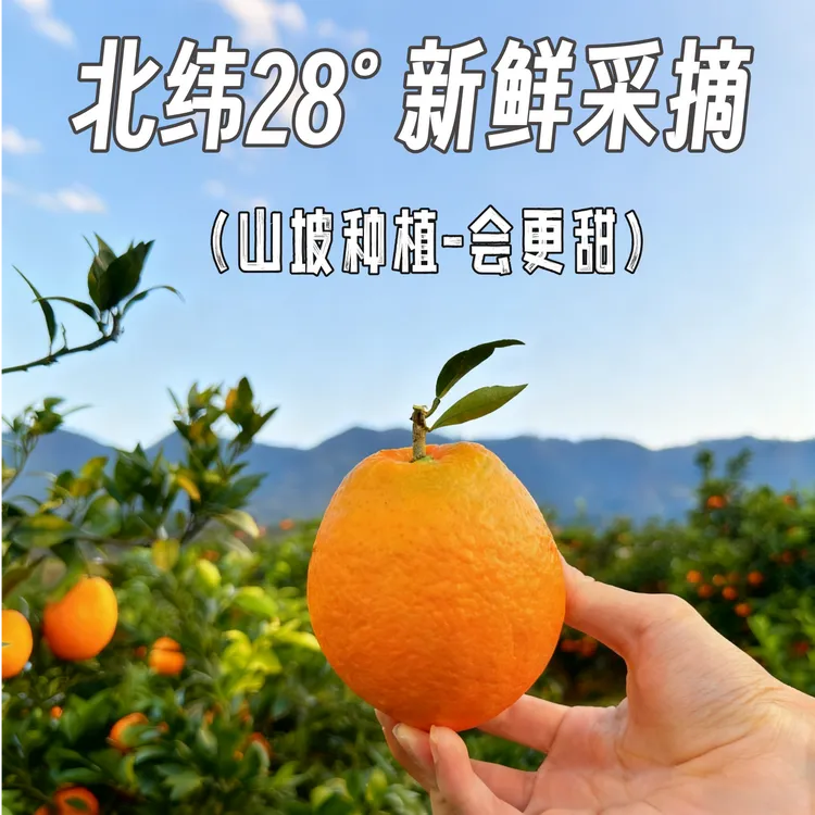 北纬28°常德脐橙【8h果树鲜采精品】昼夜温差糖分晒足180天一口爆汁