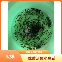 优质活体麦穗鱼小鱼苗可喂龙鱼乌龟等多种宠物饲料鱼