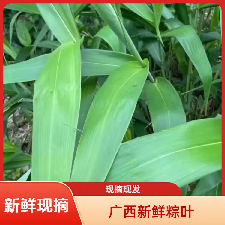 新鲜粽叶叶子广西粽叶大芒叶箬叶天然健康适合端午节家用现摘现发