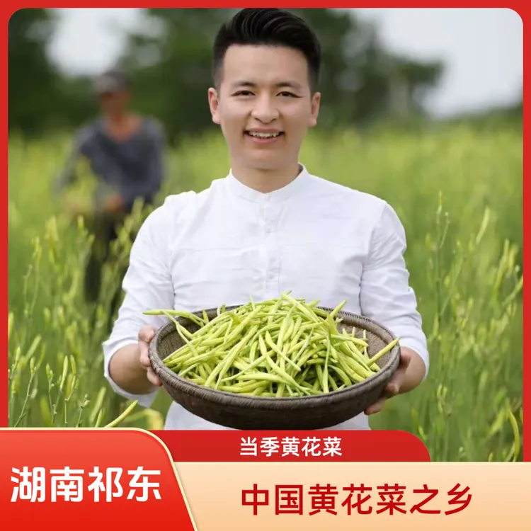 全国包邮新鲜黄花菜现摘现发湖南祁东特产黄花菜金针菜萱草花