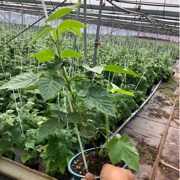 橙色奇迹树莓盆栽一加仑阳台庭院果树苗盆栽南方北方都可种