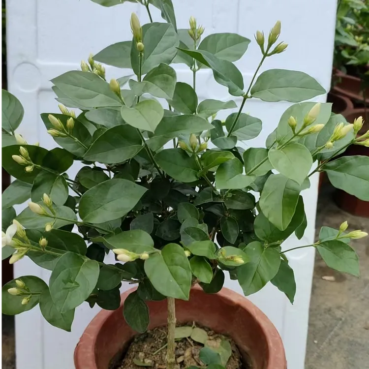 笔尖茉莉花独杆棒棒糖型白色独棵盆栽茉莉花 花香浓郁送肥料