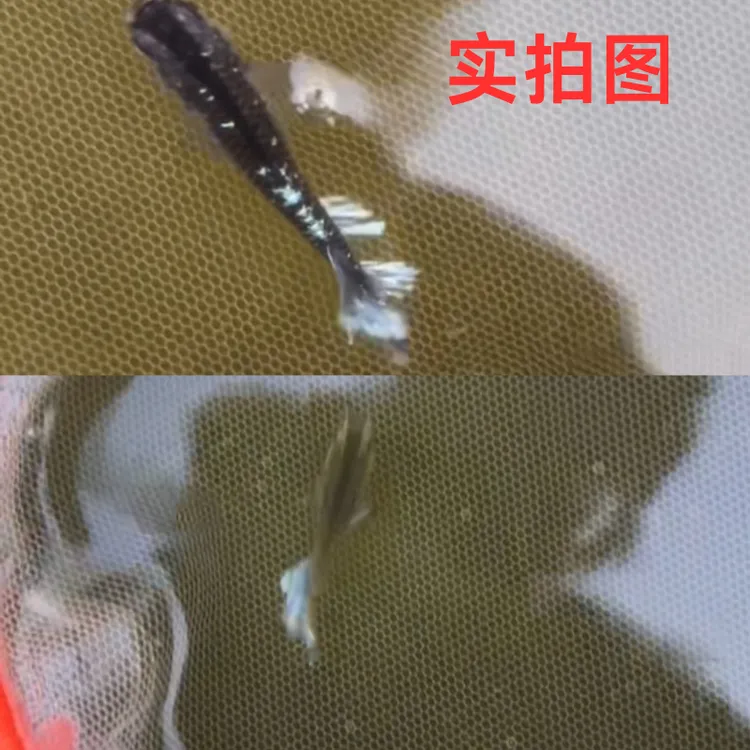 奶酪观背青鳉小型冷水淡水观赏鱼不用打氧不用加温不用过滤新手鱼