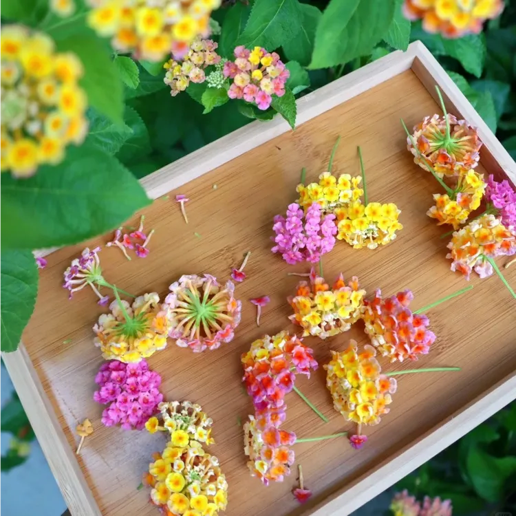 驱蚊骑兵【五色花】（落英缤纷）四季花卉 一物一拍