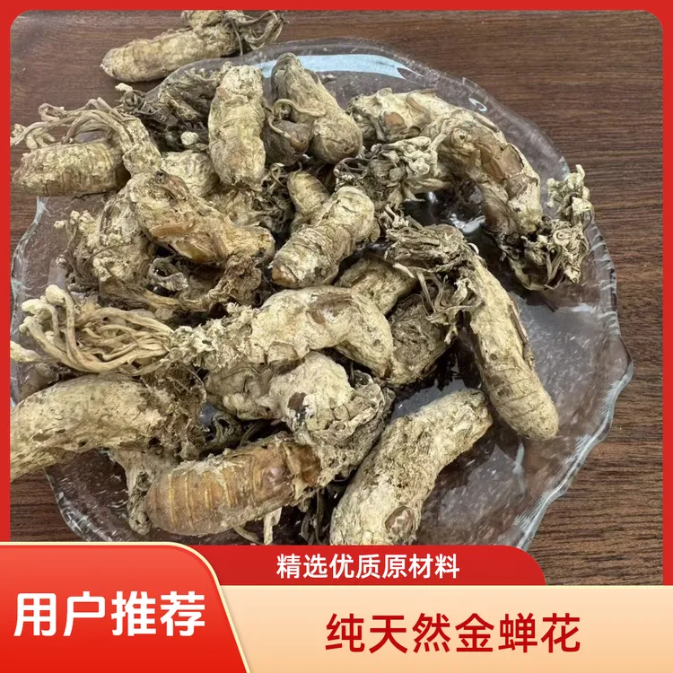 【2025新货】金蝉花饱满带花蝉花虫草大蝉草金蚕花