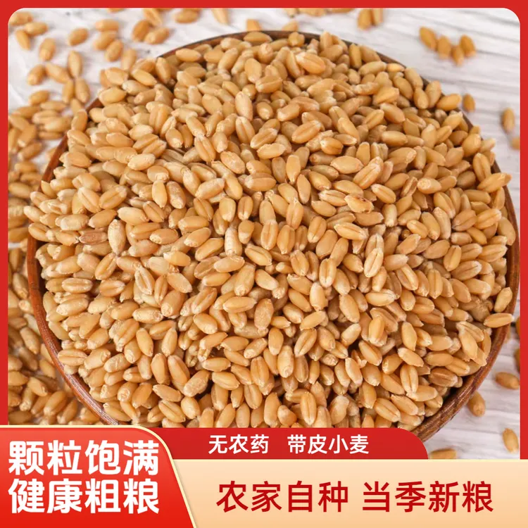 农家新鲜小麦 25年带皮小麦可磨面粉酿酒小麦粒 猫草打窝饲料