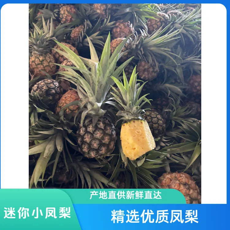 西双版纳迷你小凤梨，农户直发