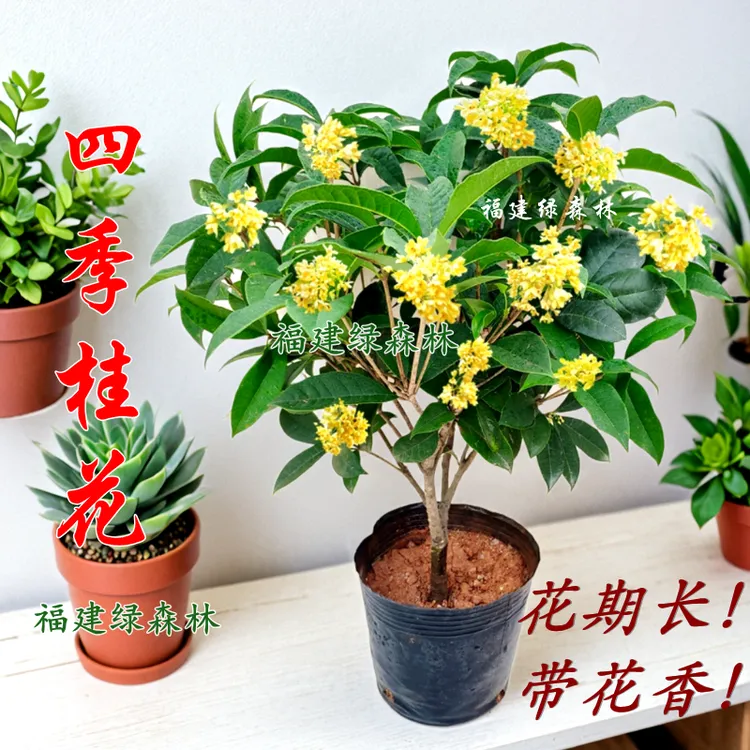 四季桂花盆栽花开四季带花苞桂花树室内外浓香型开花植物阳台好养