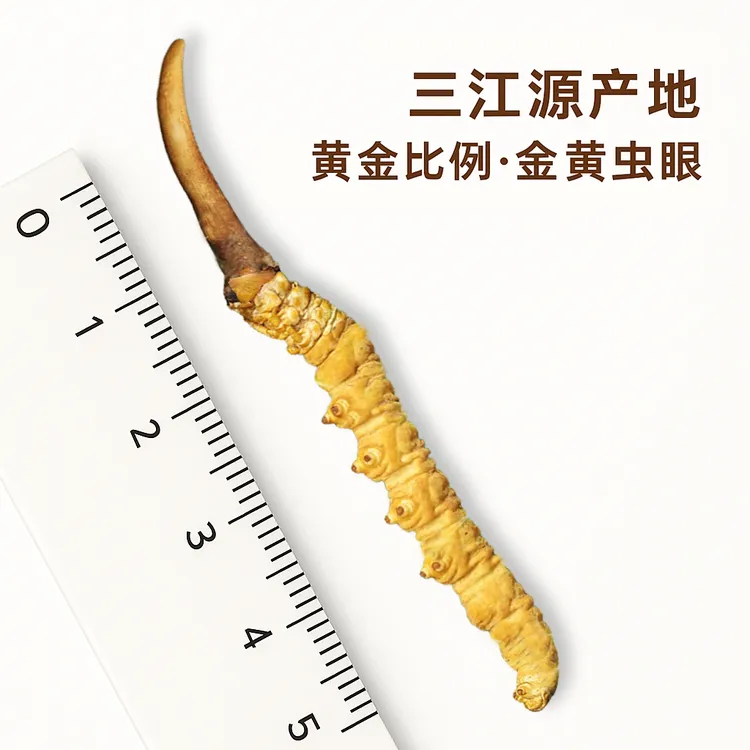 青海三江源新鲜冬虫夏草 黄金比例·金黄虫眼