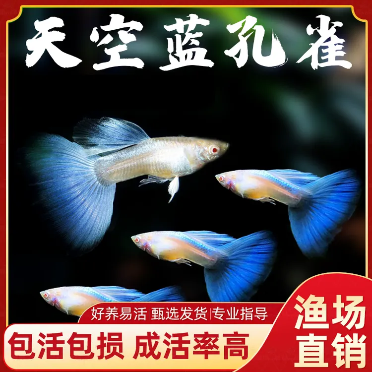 天空蓝孔雀鱼精品天空蓝白热带小型观赏鱼孕母大肚新手小白练手鱼