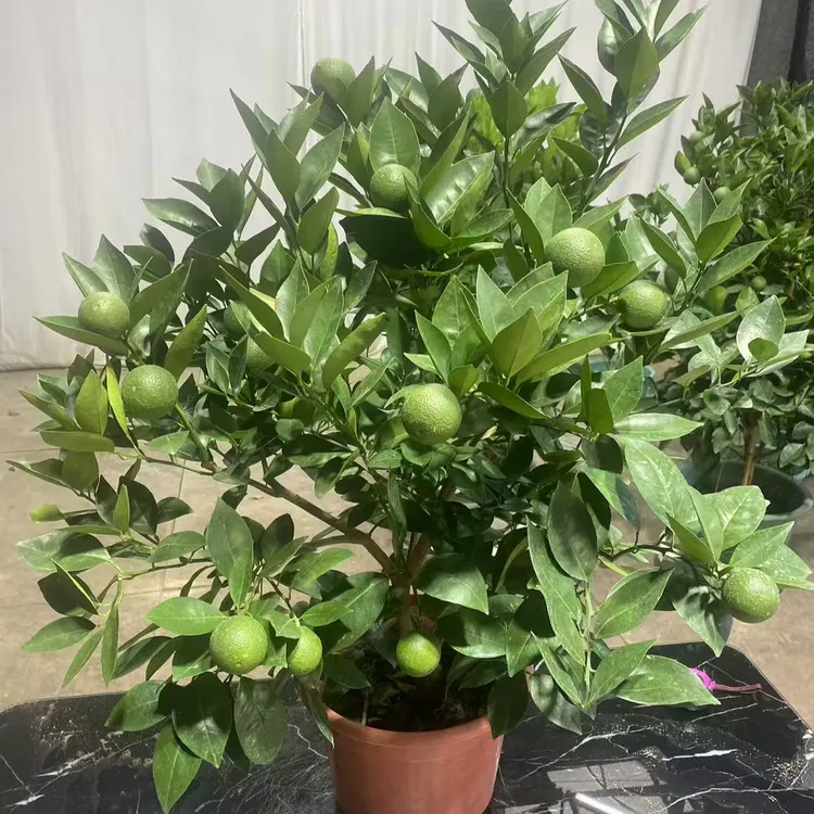 室外阳台观赏绿植冰糖橙果树苗 带果冰糖橙观果绿植盆栽户外绿植