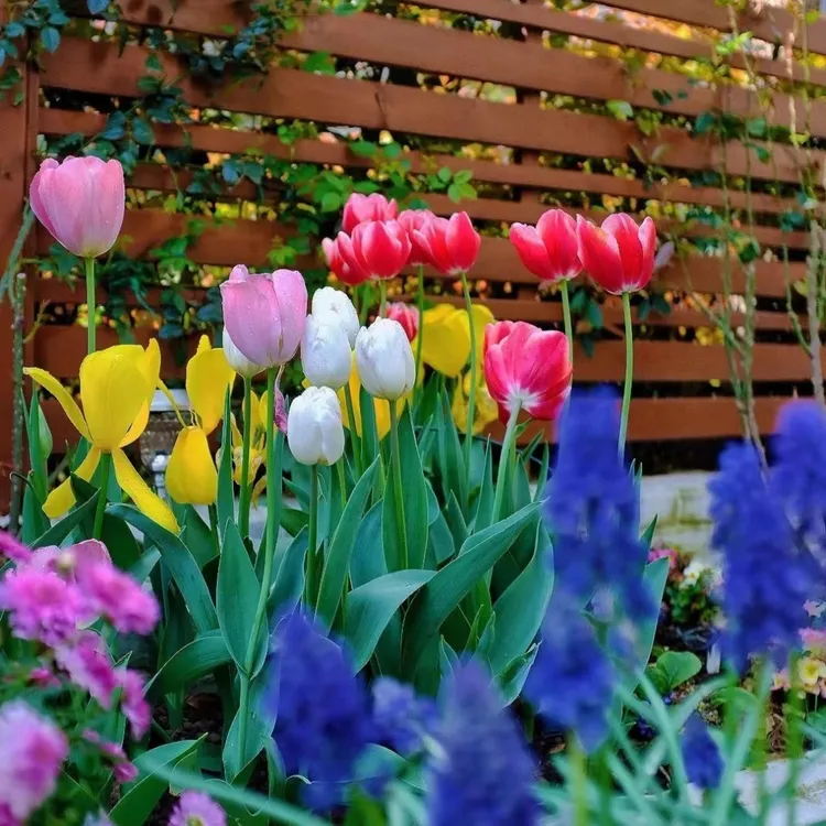 【雪雪家花园专属】5度球  进口郁金香种球