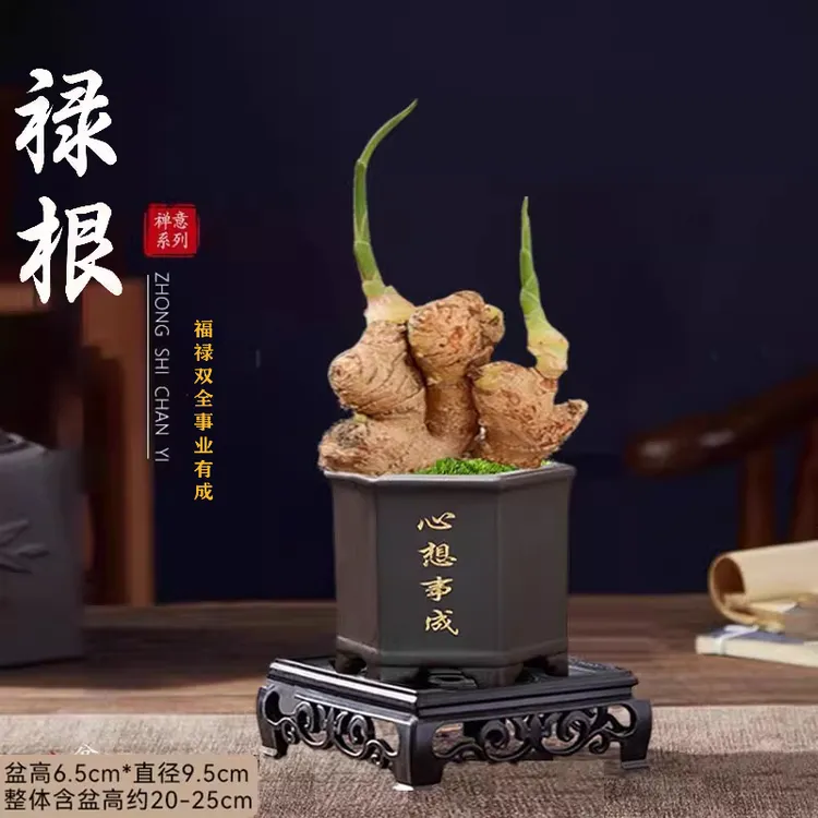 禄根不当生姜苗种植物室内办公室桌面盆栽好养四季发芽绿植小盆景