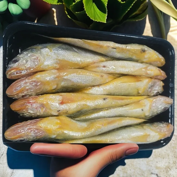 吕四本港海鲜细鳞黄鱼