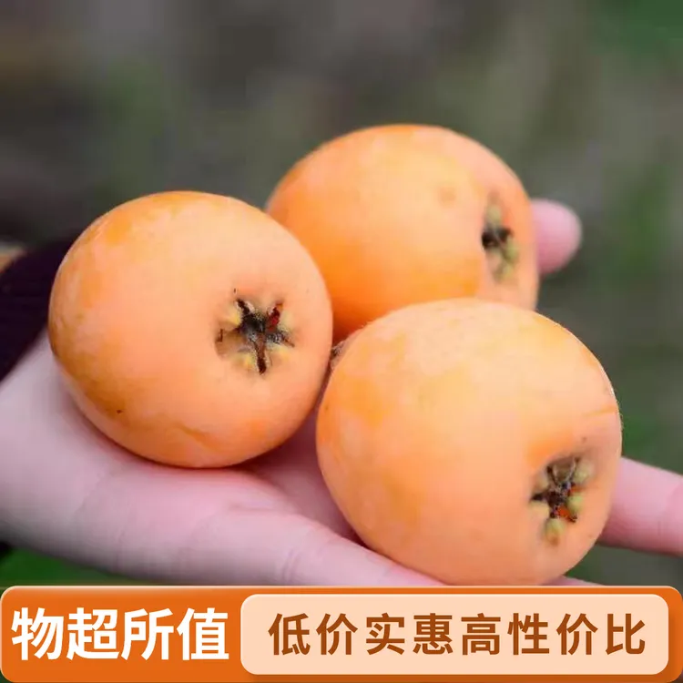 云南高山枇杷鲜枇杷果枇杷果鲜果新鲜香甜饱满新鲜水果枇杷鲜果