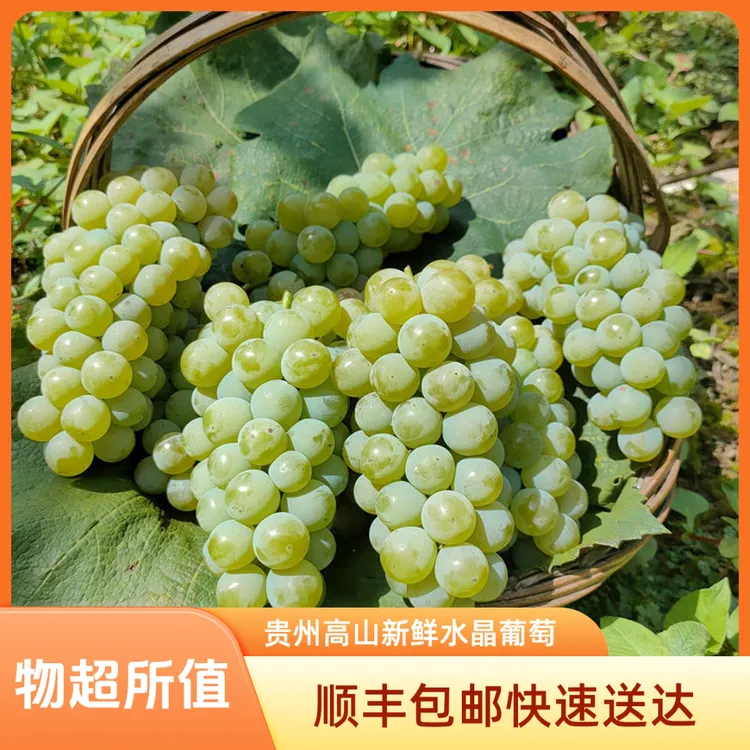 【顺丰包邮】贵州高山农家露天水晶葡萄现摘现发新鲜水果