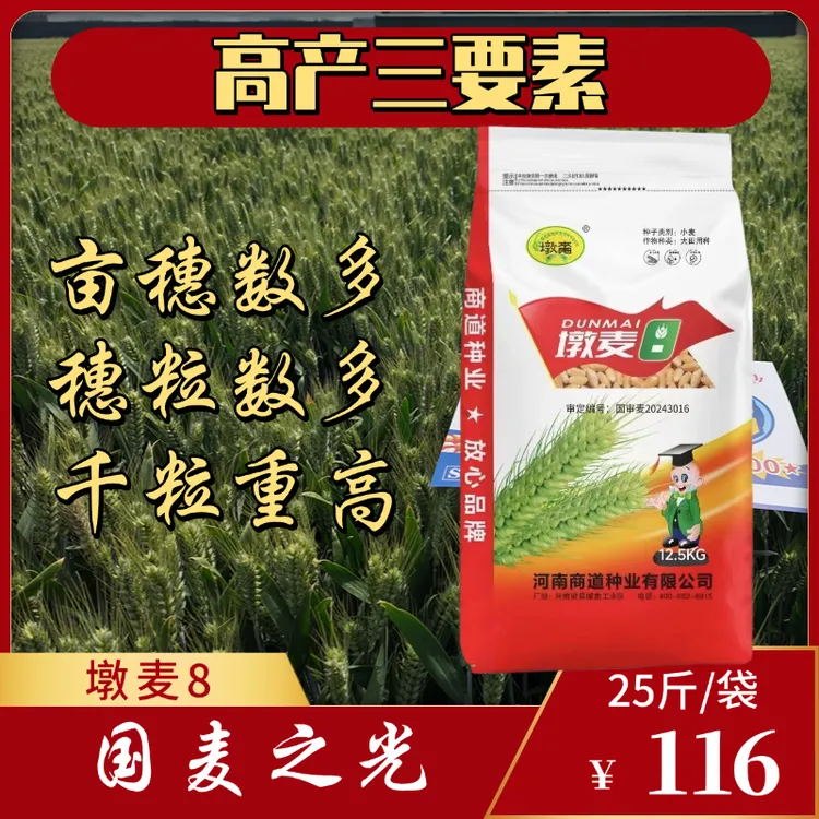 墩麦8高产小麦种子抗病抗倒能力强亩穗数多千粒重高纯角质粮