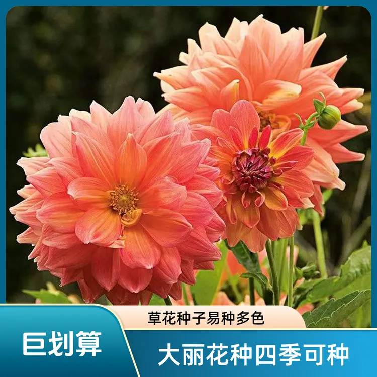 多年生大丽花种子地瓜花种子四季栽种花卉年年花开