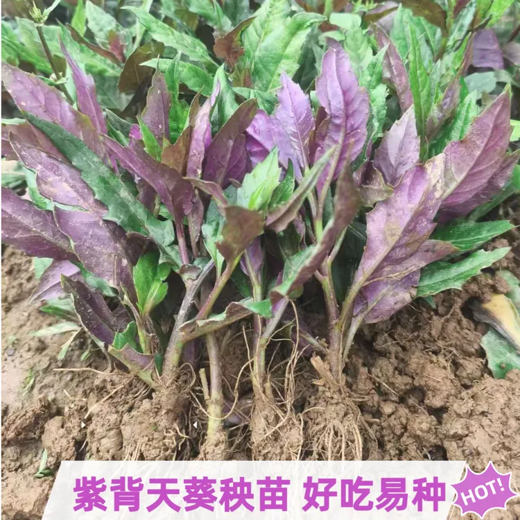 广西紫背菜苗紫背天葵种苗带土观音菜秧苗血皮菜苗盆栽地栽菜苗