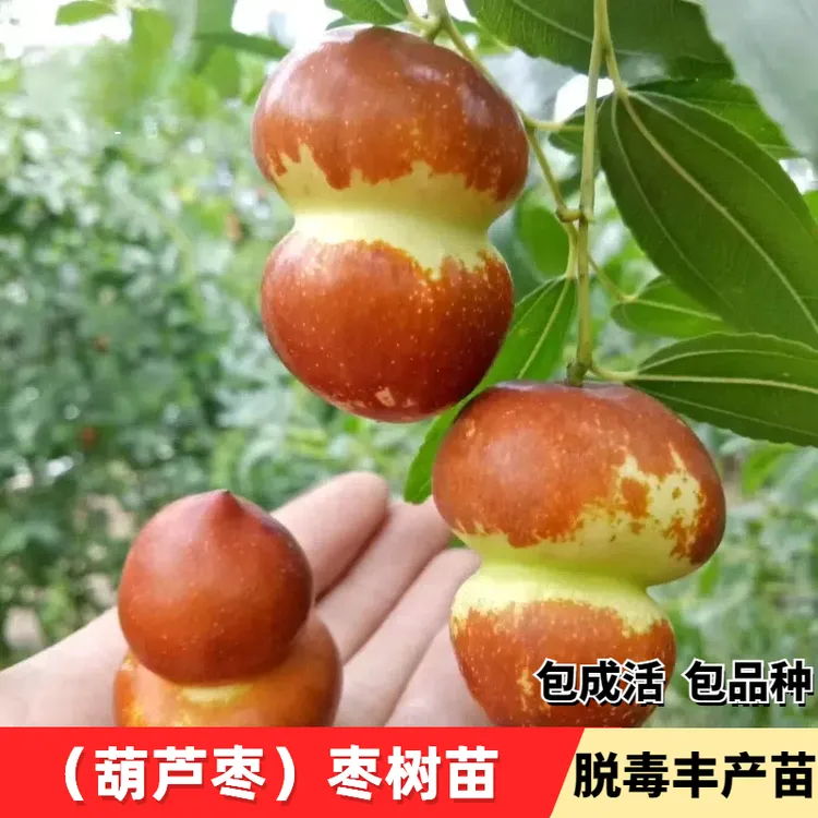 葫芦枣树活苗南北方庭院地栽特大果树盆地栽嫁接枣子树苗当年结果