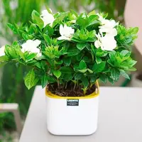 水培栀子花【带花苞发货】浓香型盆栽绿植花卉客厅阳台庭院四季好养