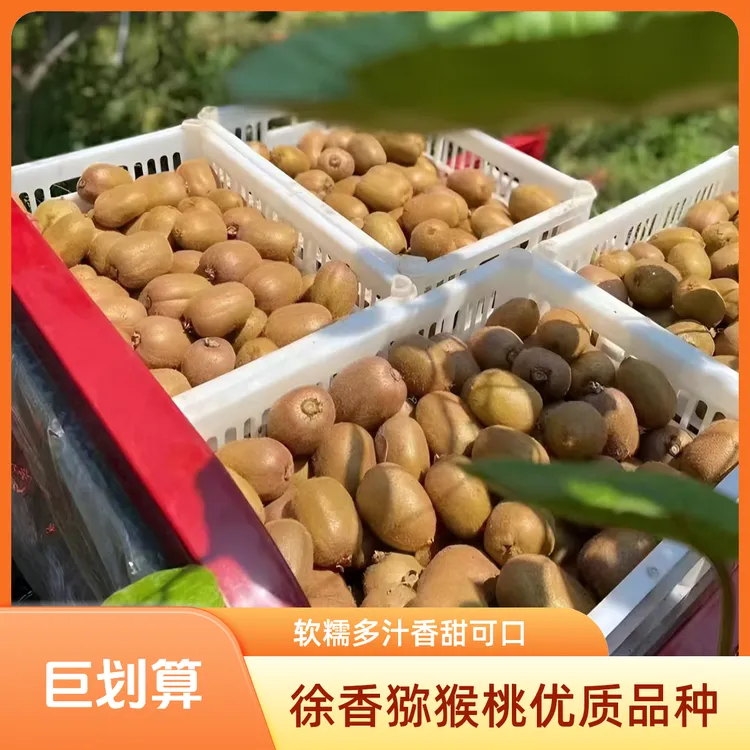 陕西徐香猕猴桃新鲜采摘软糯多汁香甜可口孕妇可食