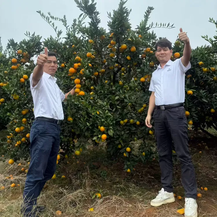 大龙站闻小康湖南石门秀坪蜜桔 应季水果 新鲜采摘发货