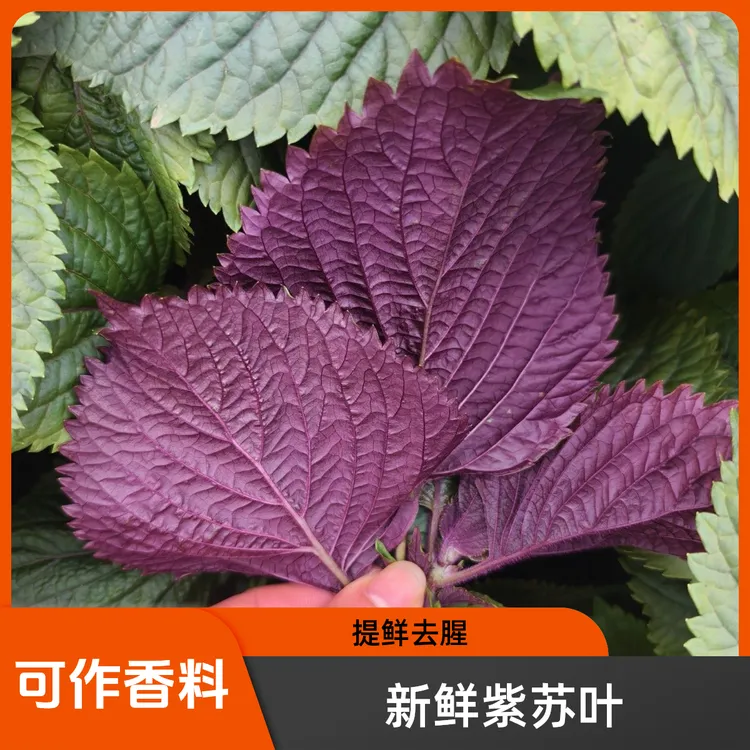 新鲜紫苏叶嫩叶现摘可作牛蛙鱼虾田螺香料去腥提鲜