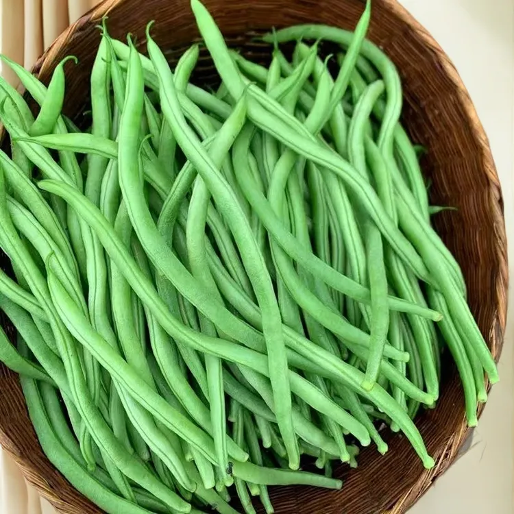 云南露天自种四季豆新鲜脆嫩多汁现摘现发发货 家常菜炒菜