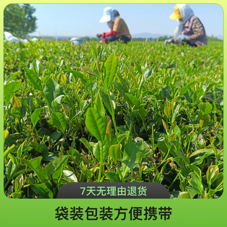 新茶上市，露天茶栗香型，口感醇厚鲜香浓郁