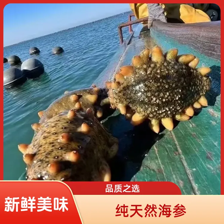 纯天然长海县深海海参自家海域小船捕捞高品质纯天然鲜食海参