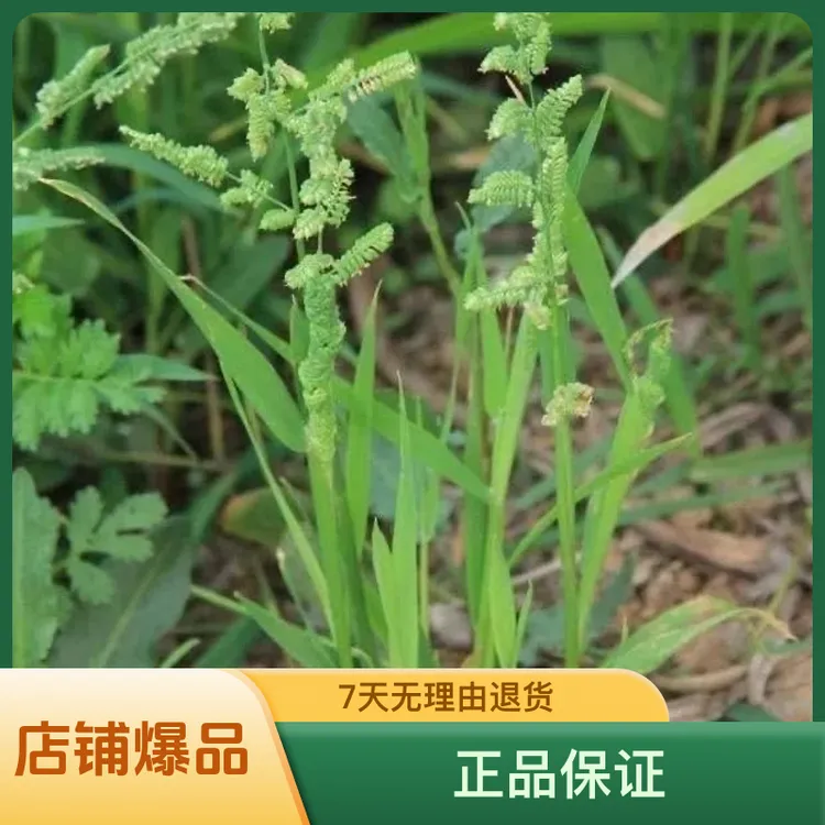正品棒棒草籽洪湖棒棒草籽批发种子出售龙虾养殖专用低温草