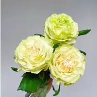 琉璃翠根接多季节大花原盆原土 超出纸箱高度修剪
