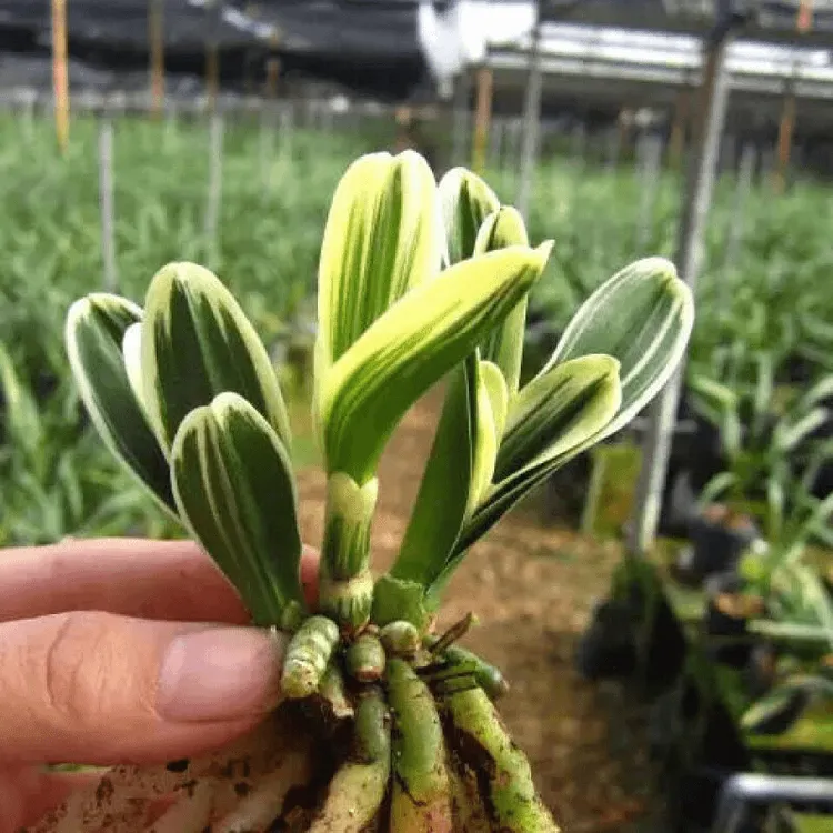 迷你金边矮种宽叶兰花金元宝玉玲珑凤凰冠室内花卉盆栽金边兰东方