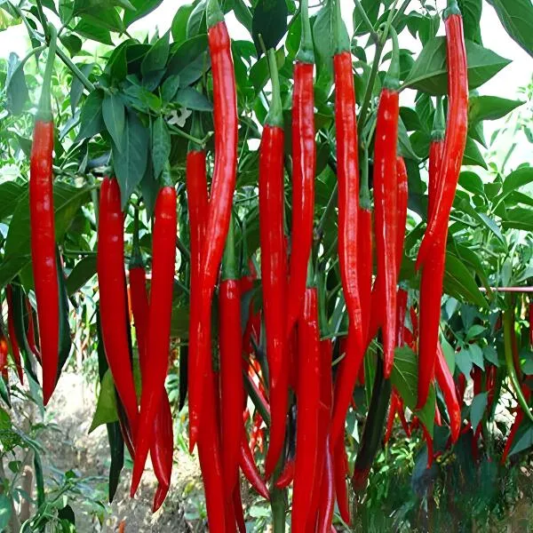 贵州高山露天农家自种新鲜二荆条青红线椒现摘现发微辣中辣