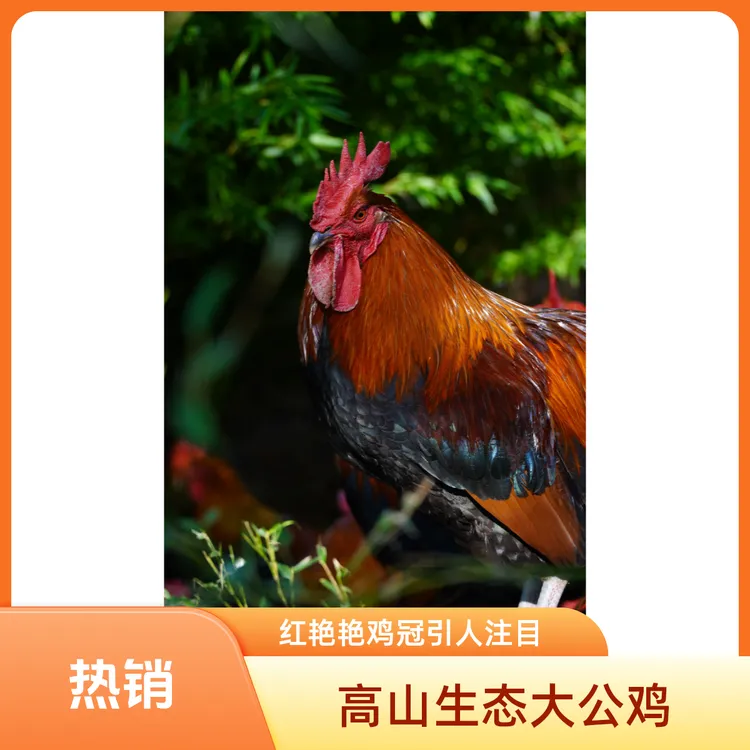 黔山大公鸡/生态走地鸡