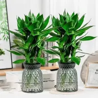 【买一送一】水培观音竹室内绿色植物桌面盆栽 配轻奢树脂花盆