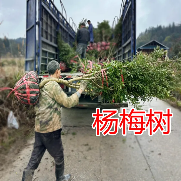杨梅树苗正宗东魁黑炭嫁接苗南方批发基地直播盆栽