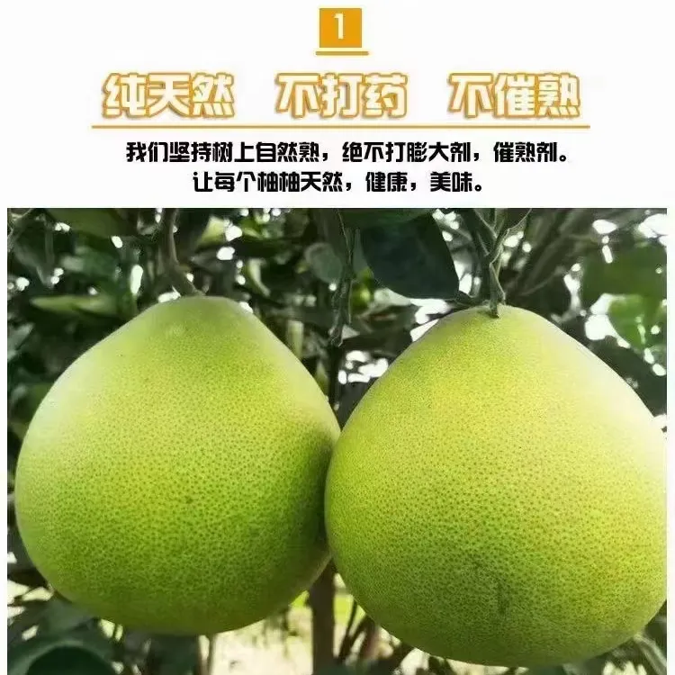 正宗井冈蜜柚江西吉水金沙柚10斤装中小果普箱装