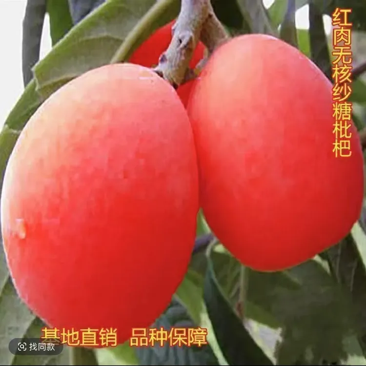 新品种枇杷树无籽苗无核砂糖枇杷果树苗南北方种植抗旱耐寒盆地栽