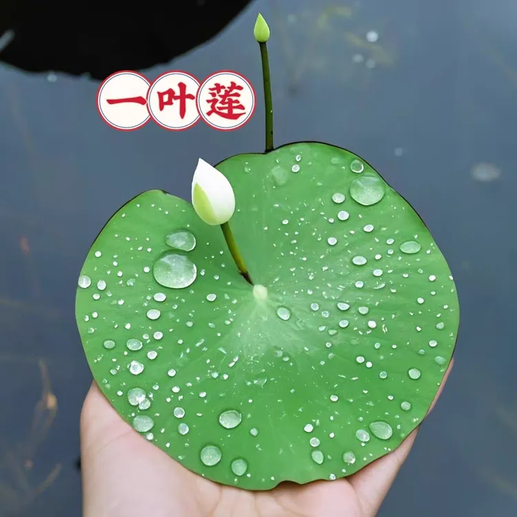 一叶莲荷花水草水培水生水养植物鱼缸造景懒人草易养阳台庭院四季