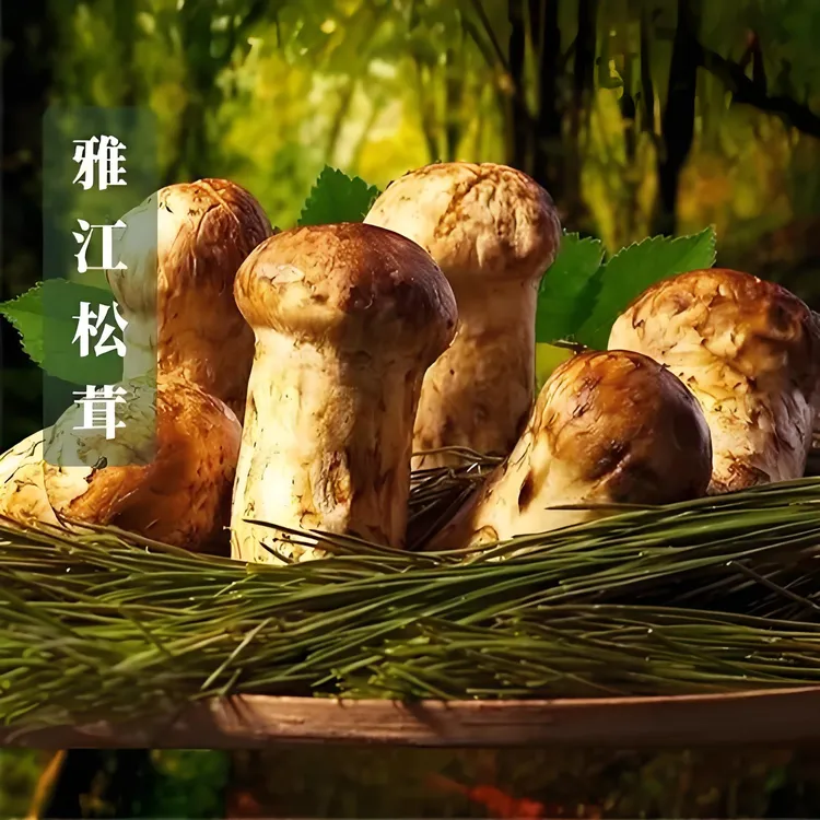 出口级新鲜雅江不开伞松茸菌顺丰直发雅江松茸