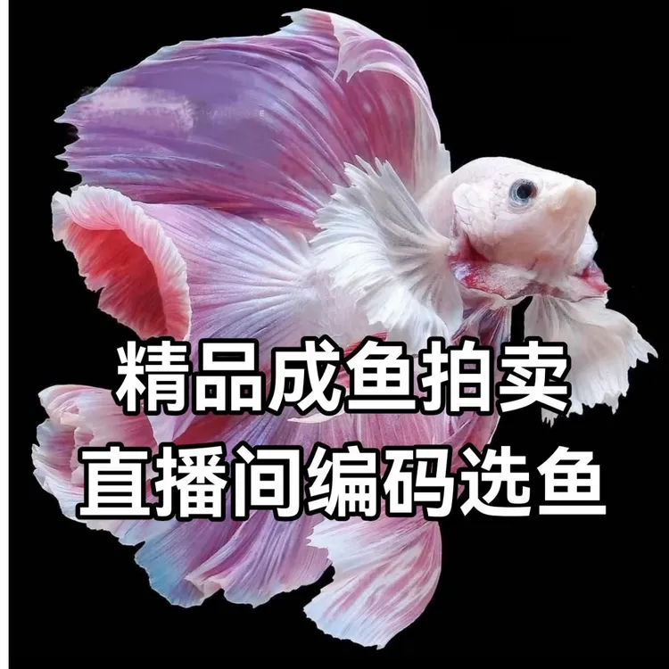 精品成鱼泰国斗鱼将军糖果暗黑碎星荧光绿魔彩金巴塞隆等各个品种
