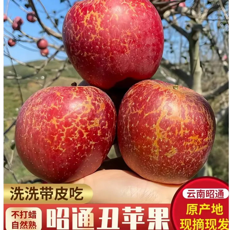 正宗云南昭通冰糖心丑苹果应季新鲜水果脆甜多汁现摘现发产地直发